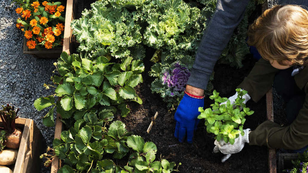 best-gardening-tips-for-novices