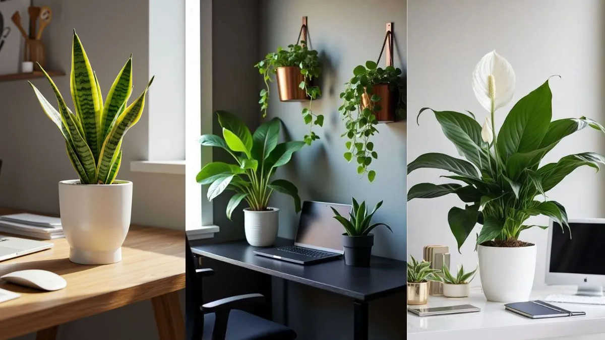 brighten-your-office-space-with-a-few-low-maintenance-plant-solutions