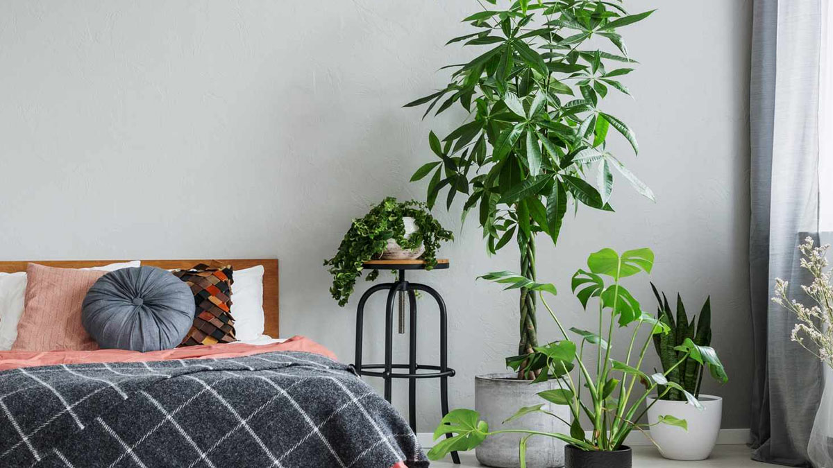 best-plants-to-use-in-your-bedroom